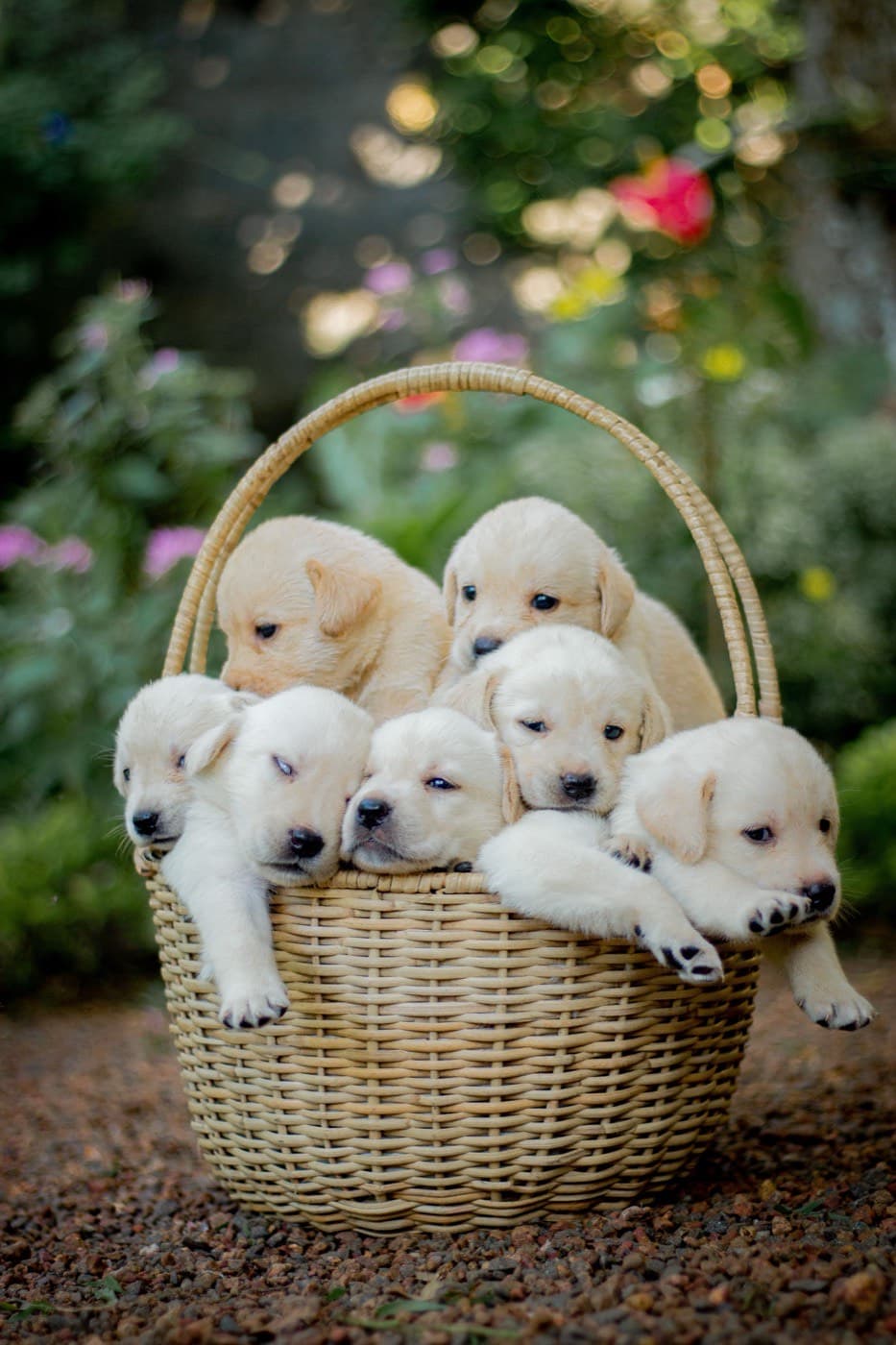 A basket of Labrador puppies -- the same breed commonly raised into PTSD service dogs