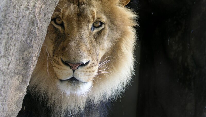 close up of lion